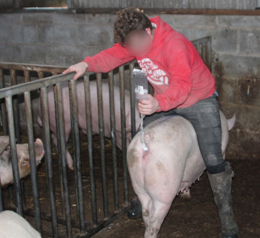 Heat detection and breeding checks