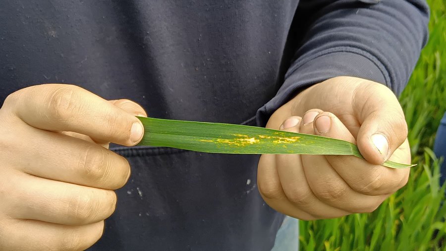 Disease, weed, and pest observations