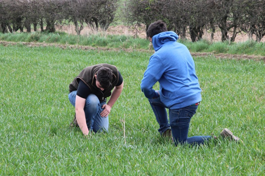 Crop walking and growth-stage checks